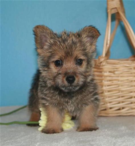 Norwich terrier puppies old bridge new jersey  Usually, the Norwich Terrier comes in different colors such as grizzle (a mix of red and black hairs), black and tan